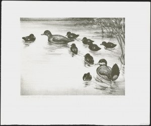 Sale 1258, Lot 3010, Duck Stamp Prints from Winning Artists, 1934-2021