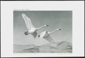 Sale 1258, Lot 3018, Duck Stamp Prints from Winning Artists, 1934-2021