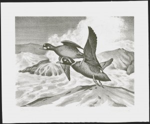 Sale 1258, Lot 3020, Duck Stamp Prints from Winning Artists, 1934-2021